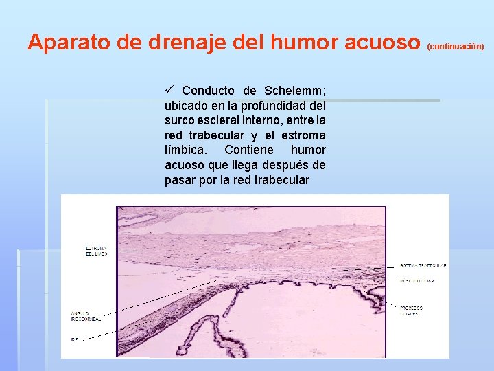 Aparato de drenaje del humor acuoso ü Conducto de Schelemm; ubicado en la profundidad