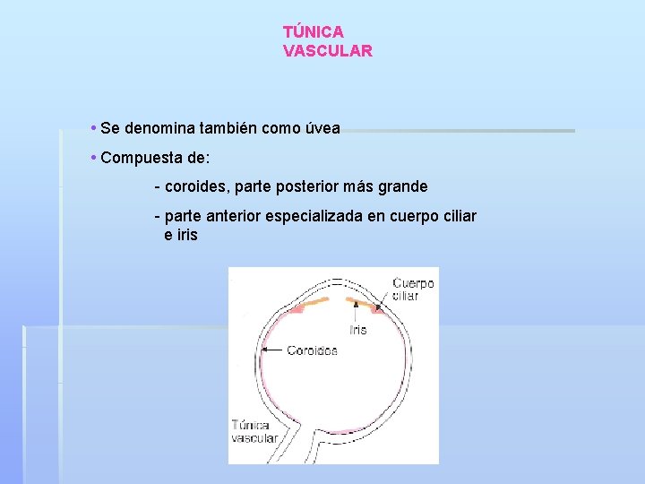 TÚNICA VASCULAR • Se denomina también como úvea • Compuesta de: - coroides, parte