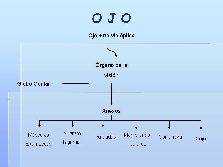 O J O Ojo + nervio óptico Órgano de la visión Globo Ocular Anexos