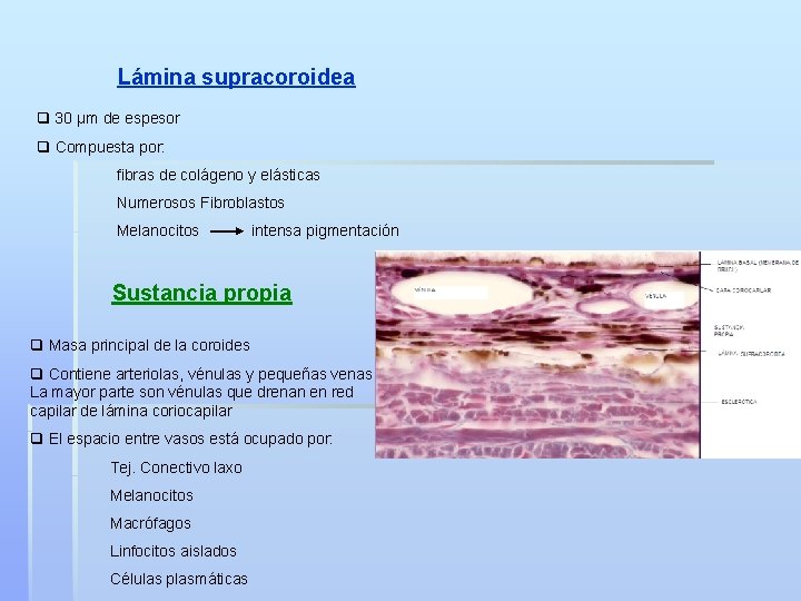 Lámina supracoroidea q 30 µm de espesor q Compuesta por: fibras de colágeno y