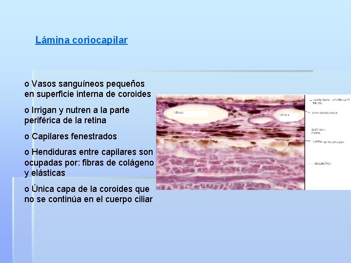 Lámina coriocapilar o Vasos sanguíneos pequeños en superficie interna de coroides o Irrigan y