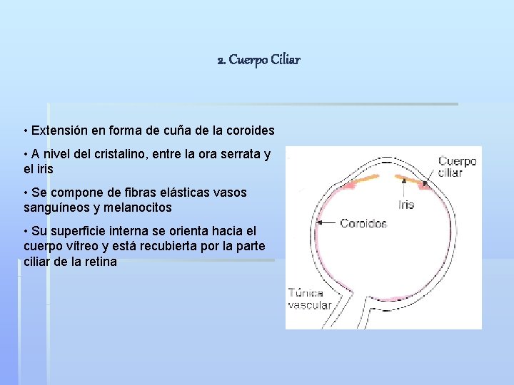 2. Cuerpo Ciliar • Extensión en forma de cuña de la coroides • A