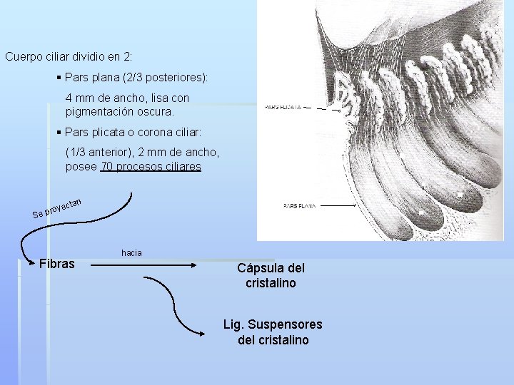Cuerpo ciliar dividio en 2: § Pars plana (2/3 posteriores): 4 mm de ancho,