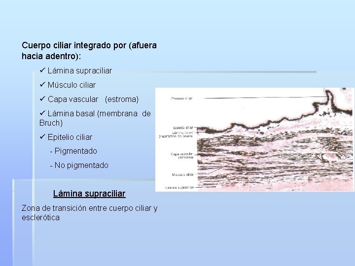 Cuerpo ciliar integrado por (afuera hacia adentro): ü Lámina supraciliar ü Músculo ciliar ü
