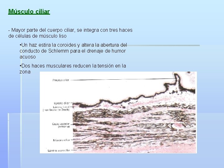 Músculo ciliar - Mayor parte del cuerpo ciliar, se integra con tres haces de