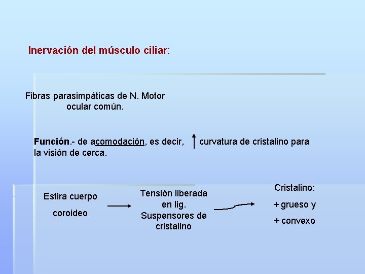 Inervación del músculo ciliar: Fibras parasimpáticas de N. Motor ocular común. Función. - de
