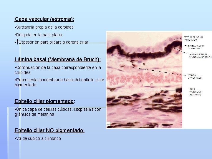 Capa vascular (estroma): • Sustancia propia de la coroides • Delgada en la pars