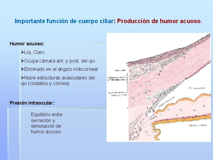 Importante función de cuerpo ciliar: Producción de humor acuoso. Humor acuoso: ØLíq. Claro ØOcupa