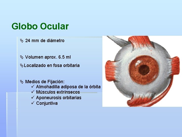 Globo Ocular Ä 24 mm de diámetro Ä Volumen aprox. 6. 5 ml ÄLocalizado
