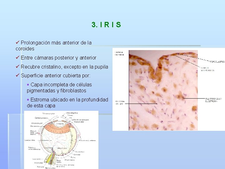 3. I R I S ü Prolongación más anterior de la coroides ü Entre