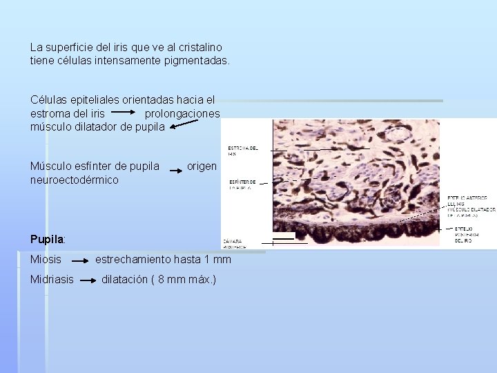 La superficie del iris que ve al cristalino tiene células intensamente pigmentadas. Células epiteliales