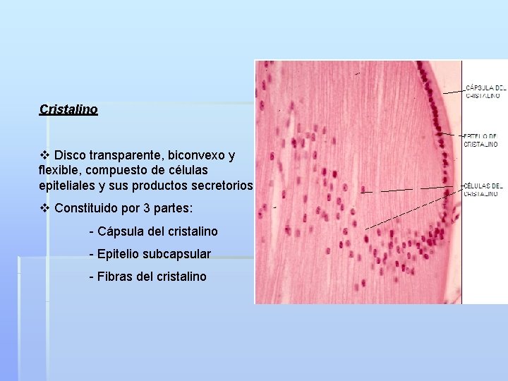Cristalino v Disco transparente, biconvexo y flexible, compuesto de células epiteliales y sus productos