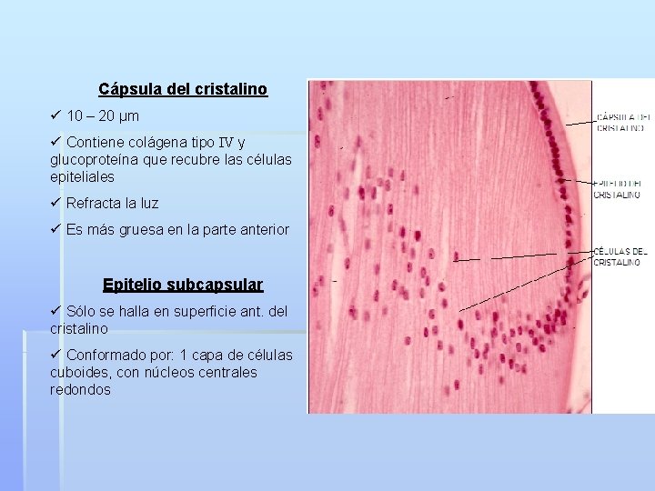 Cápsula del cristalino ü 10 – 20 µm ü Contiene colágena tipo IV y