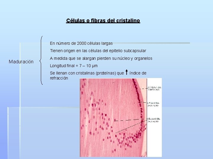 Células o fibras del cristalino En número de 2000 células largas Tienen origen en