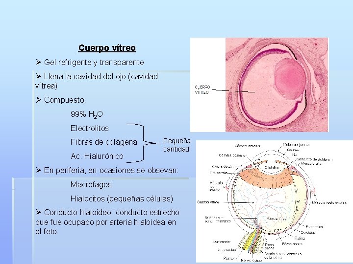 Cuerpo vítreo Ø Gel refrigente y transparente Ø Llena la cavidad del ojo (cavidad
