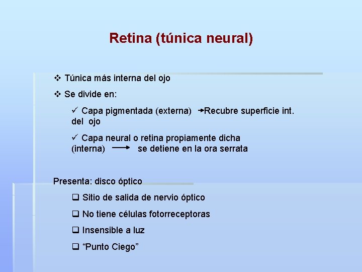 Retina (túnica neural) v Túnica más interna del ojo v Se divide en: ü