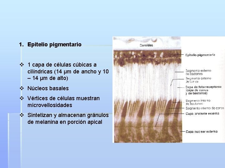 1. Epitelio pigmentario v 1 capa de células cúbicas a cilíndricas (14 µm de