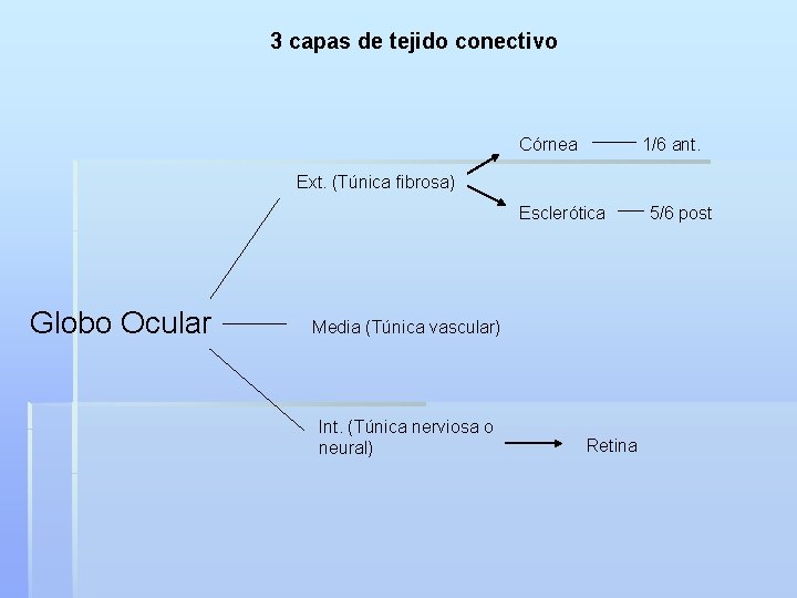 3 capas de tejido conectivo Córnea 1/6 ant. Ext. (Túnica fibrosa) Esclerótica Globo Ocular