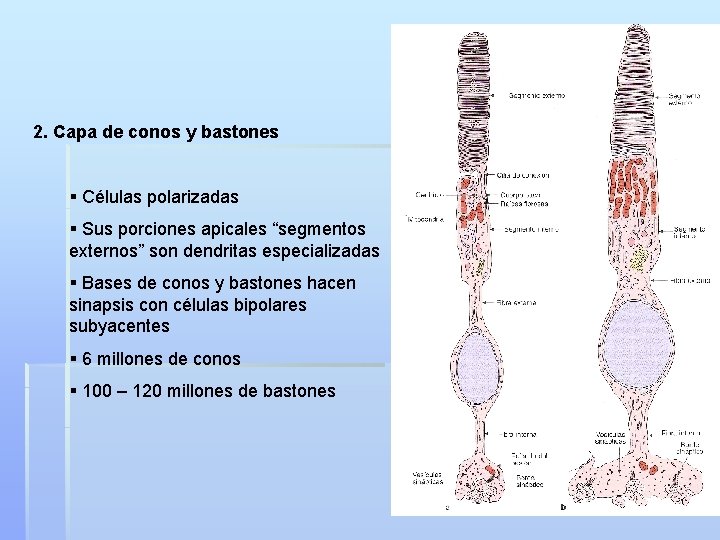 2. Capa de conos y bastones § Células polarizadas § Sus porciones apicales “segmentos