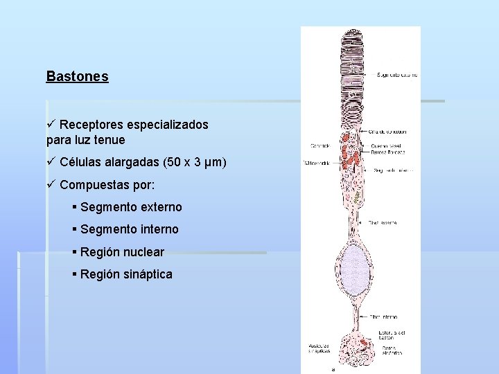Bastones ü Receptores especializados para luz tenue ü Células alargadas (50 x 3 µm)