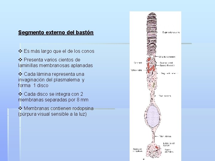 Segmento externo del bastón v Es más largo que el de los conos v