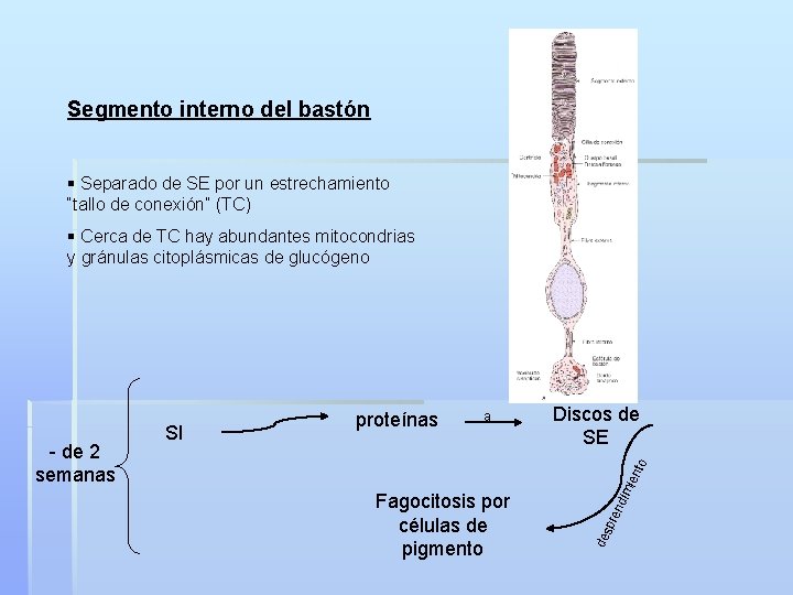 Segmento interno del bastón § Separado de SE por un estrechamiento “tallo de conexión”