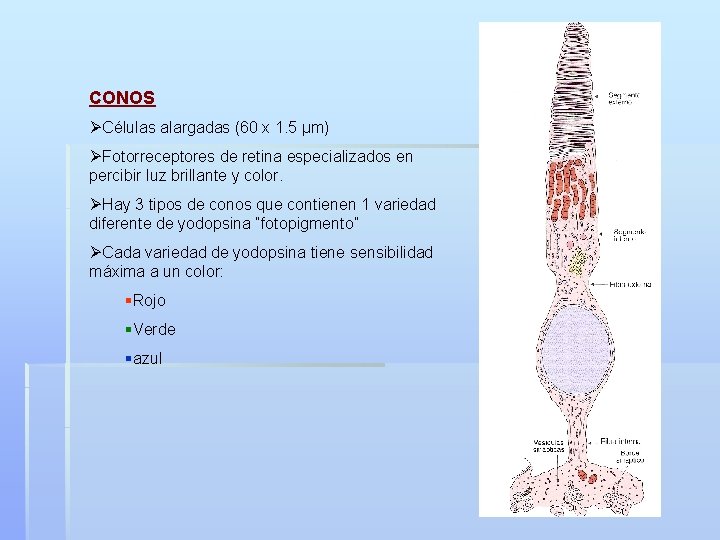 CONOS ØCélulas alargadas (60 x 1. 5 µm) ØFotorreceptores de retina especializados en percibir