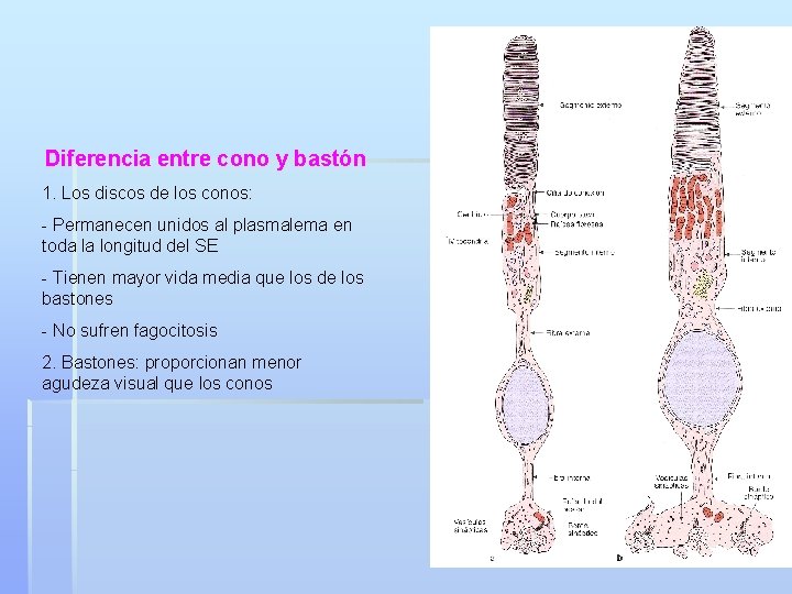 Diferencia entre cono y bastón 1. Los discos de los conos: - Permanecen unidos