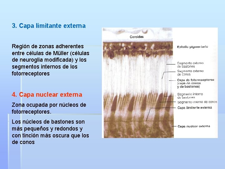 3. Capa limitante externa Región de zonas adherentes entre células de Müller (células de