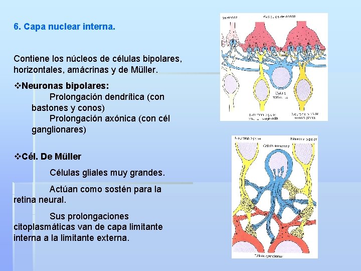 6. Capa nuclear interna. Contiene los núcleos de células bipolares, horizontales, amácrinas y de