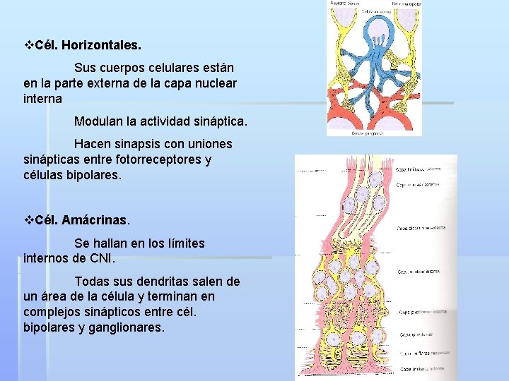 v. Cél. Horizontales. Sus cuerpos celulares están en la parte externa de la capa