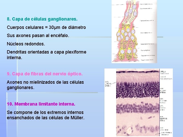 8. Capa de células ganglionares. Cuerpos celulares = 30μm de diámetro Sus axones pasan