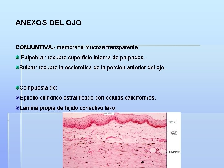 ANEXOS DEL OJO CONJUNTIVA. - membrana mucosa transparente. Palpebral: recubre superficie interna de párpados.