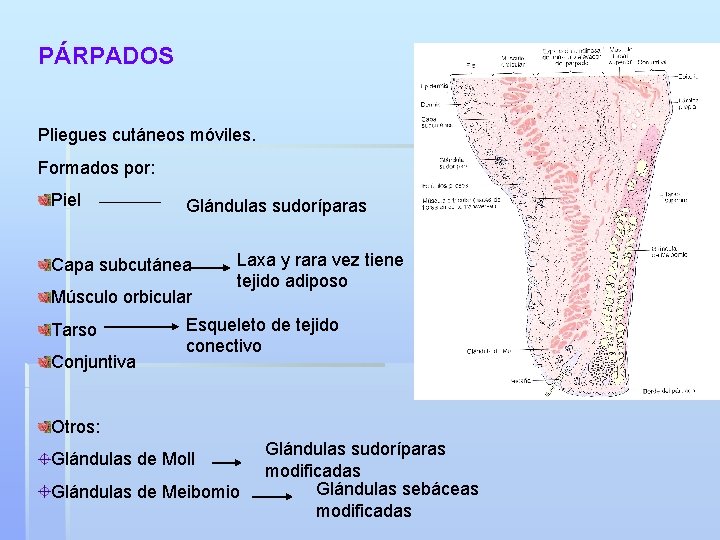 PÁRPADOS Pliegues cutáneos móviles. Formados por: Piel Glándulas sudoríparas Capa subcutánea Músculo orbicular Tarso