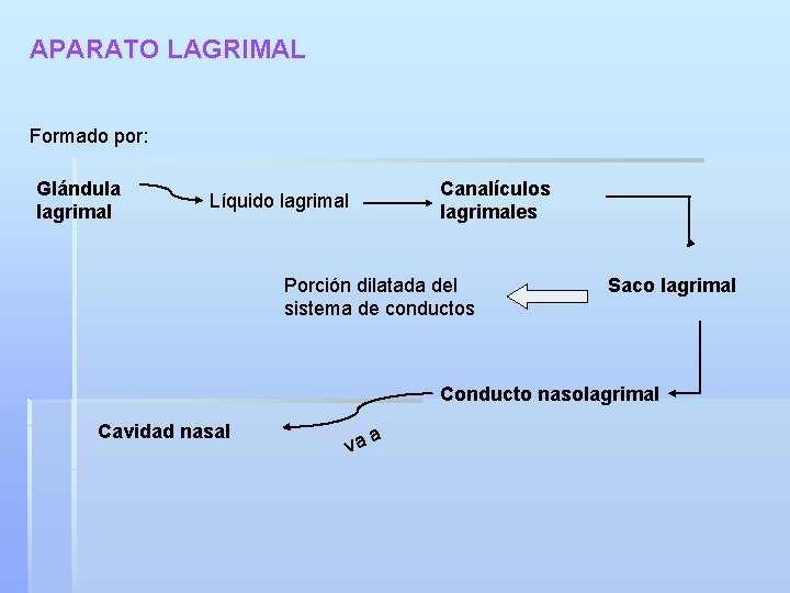 APARATO LAGRIMAL Formado por: Glándula lagrimal Canalículos lagrimales Líquido lagrimal Porción dilatada del sistema