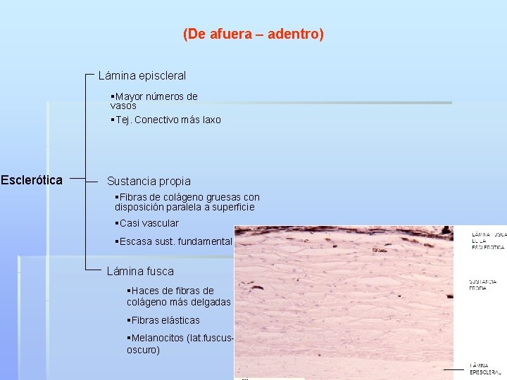 (De afuera – adentro) Lámina episcleral §Mayor números de vasos §Tej. Conectivo más laxo