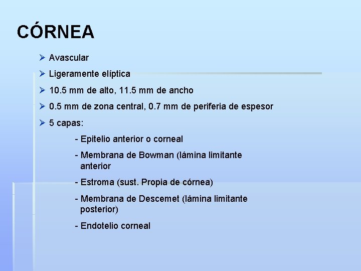 CÓRNEA Ø Avascular Ø Ligeramente elíptica Ø 10. 5 mm de alto, 11. 5