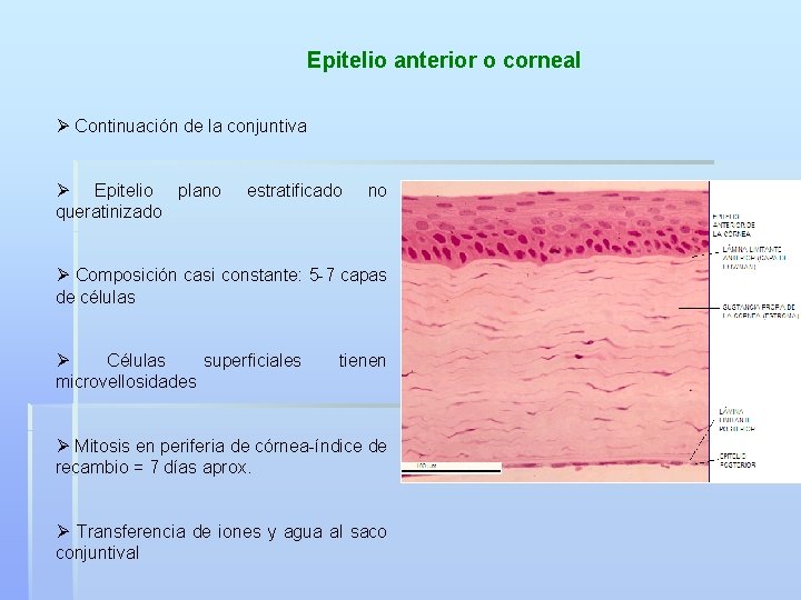 Epitelio anterior o corneal Ø Continuación de la conjuntiva Ø Epitelio plano queratinizado estratificado