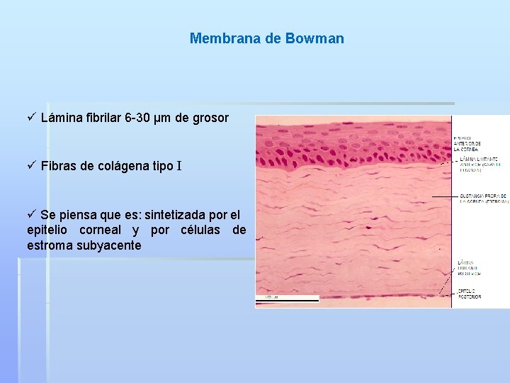 Membrana de Bowman ü Lámina fibrilar 6 -30 μm de grosor ü Fibras de