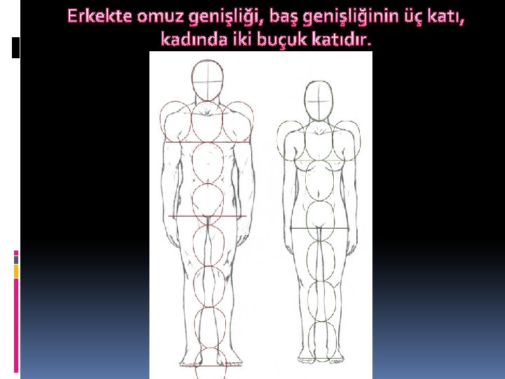 Erkekte omuz genişliği, baş genişliğinin üç katı, kadında iki buçuk katıdır. 