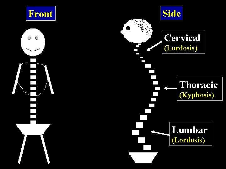 Front Side Cervical (Lordosis) Thoracic (Kyphosis) Lumbar (Lordosis) 