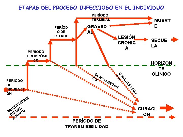 ETAPAS DEL PROCESO INFECCIOSO EN EL INDIVIDUO PERÍODO TERMINAL PERÍOD O DE ESTADO MUERT