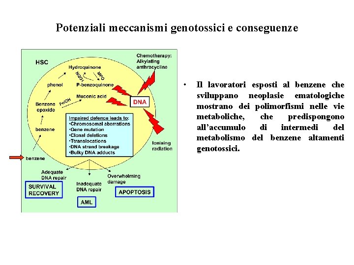 Potenziali meccanismi genotossici e conseguenze • Il lavoratori esposti al benzene che sviluppano neoplasie Potenziali meccanismi genotossici e conseguenze • Il lavoratori esposti al benzene che sviluppano neoplasie