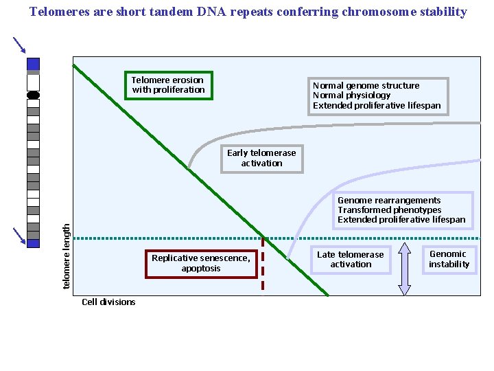 Telomeres are short tandem DNA repeats conferring chromosome stability Telomere erosion with proliferation Normal Telomeres are short tandem DNA repeats conferring chromosome stability Telomere erosion with proliferation Normal