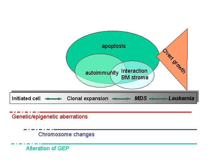 apoptosis ve O g rt Initiated cell Clonal expansion Genetic/epigenetic aberrations Chromosome changes Alteration apoptosis ve O g rt Initiated cell Clonal expansion Genetic/epigenetic aberrations Chromosome changes Alteration
