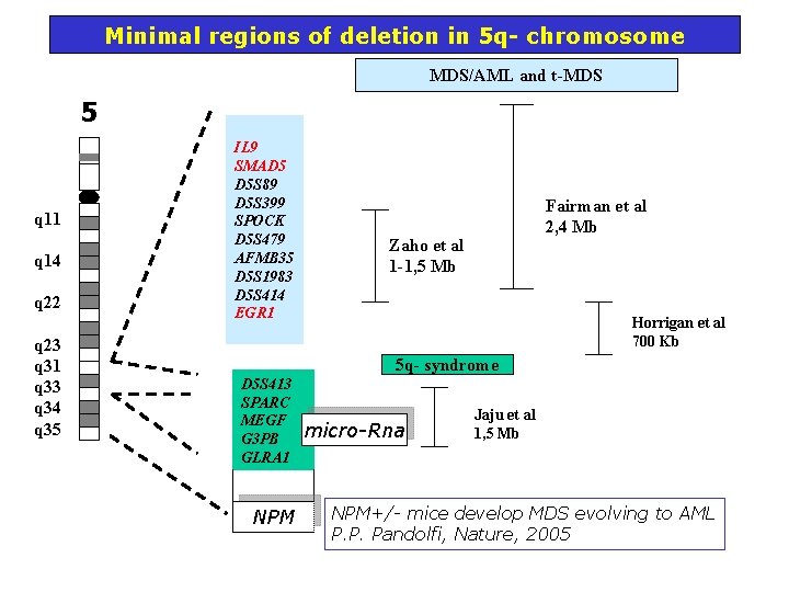 Minimal regions of deletion in 5 q- chromosome MDS/AML and t-MDS 5 q 11 Minimal regions of deletion in 5 q- chromosome MDS/AML and t-MDS 5 q 11