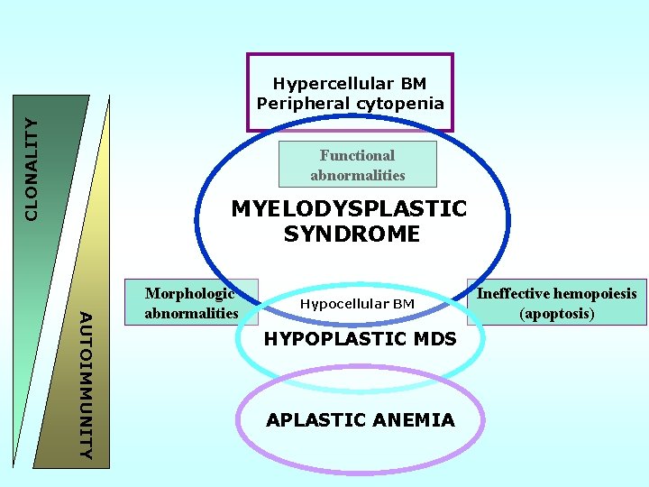 CLONALITY Hypercellular BM Peripheral cytopenia Functional abnormalities MYELODYSPLASTIC SYNDROME AUTOIMMUNITY Morphologic abnormalities Hypocellular BM CLONALITY Hypercellular BM Peripheral cytopenia Functional abnormalities MYELODYSPLASTIC SYNDROME AUTOIMMUNITY Morphologic abnormalities Hypocellular BM