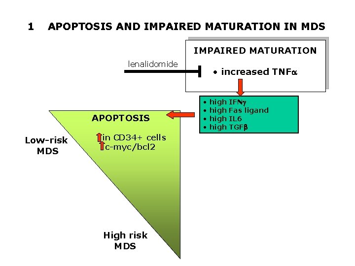1 APOPTOSIS AND IMPAIRED MATURATION IN MDS IMPAIRED MATURATION lenalidomide APOPTOSIS Low-risk MDS in 1 APOPTOSIS AND IMPAIRED MATURATION IN MDS IMPAIRED MATURATION lenalidomide APOPTOSIS Low-risk MDS in