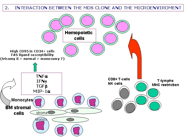 2. INTERACTION BETWEEN THE MDS CLONE AND THE MICROENVIROMENT Hemopoietic cells High CD 95 2. INTERACTION BETWEEN THE MDS CLONE AND THE MICROENVIROMENT Hemopoietic cells High CD 95