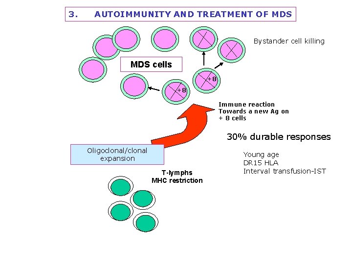 3. AUTOIMMUNITY AND TREATMENT OF MDS Bystander cell killing MDS cells +8 +8 Immune 3. AUTOIMMUNITY AND TREATMENT OF MDS Bystander cell killing MDS cells +8 +8 Immune